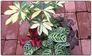 Plant with Red Ribbon
